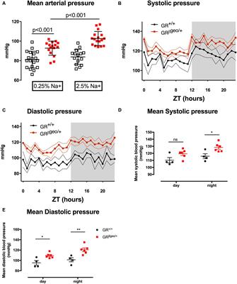 Renal and Blood Pressure Response to a High-Salt Diet in Mice With Reduced Global Expression of the Glucocorticoid Receptor